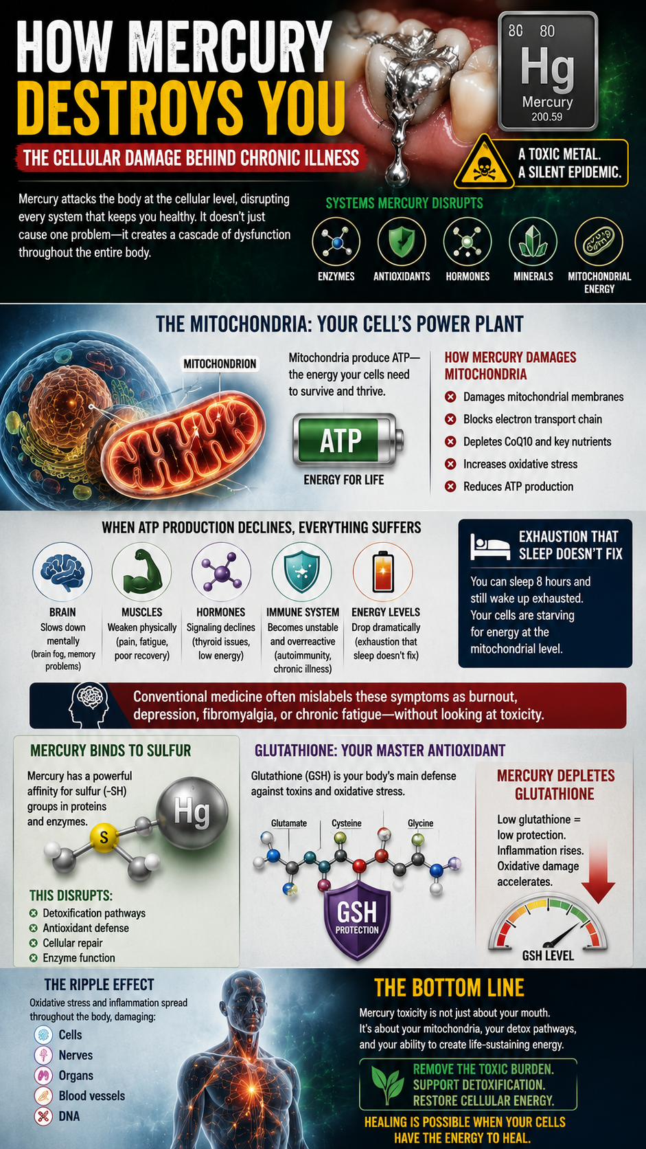 Mercury toxicity and cellular damage
