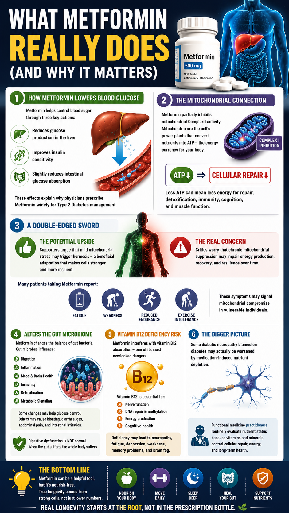 Understanding Metformin's Effects on Health