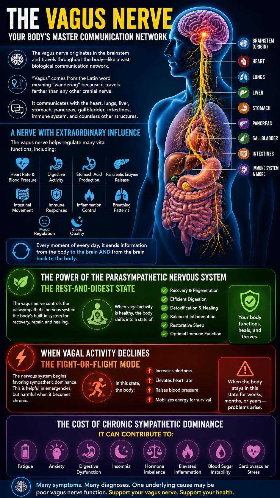 The vagus nerve body's communication powerhouse