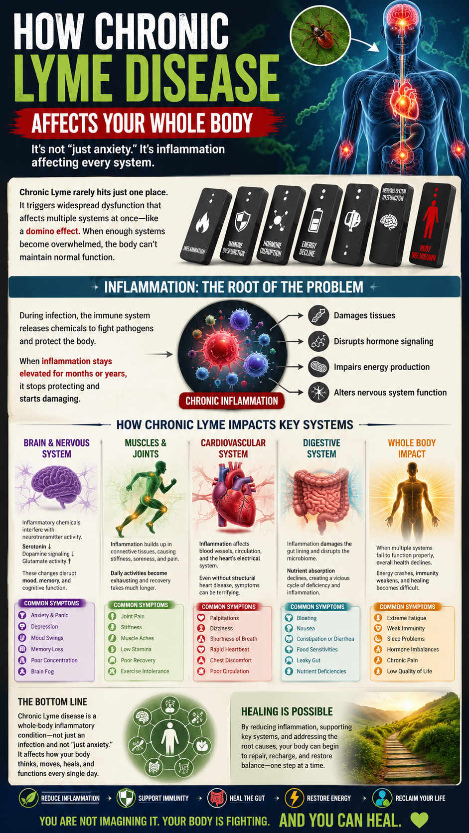 Understanding chronic Lyme disease impact