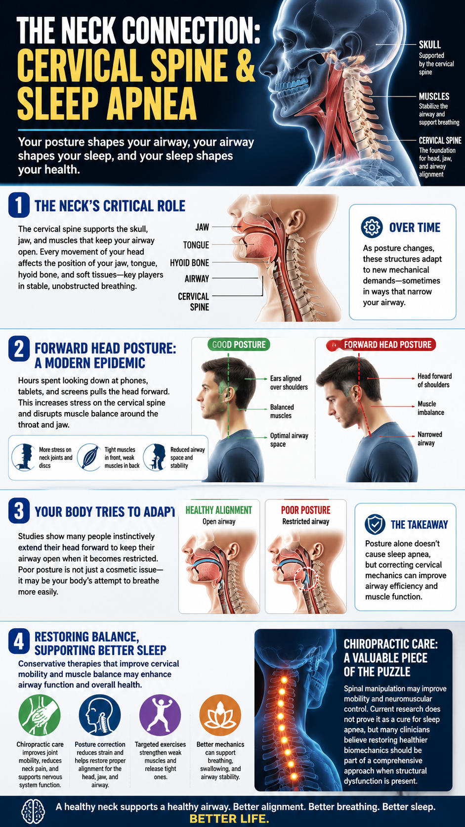 The neck connection posture and sleep apnea