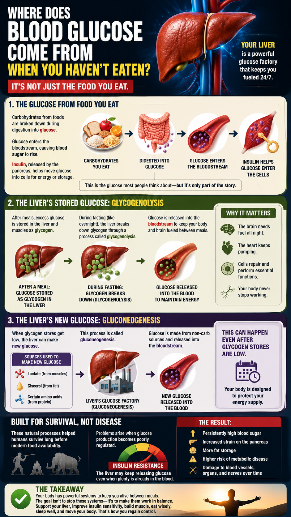 Blood Glucose Your Liver’s 247 Factory