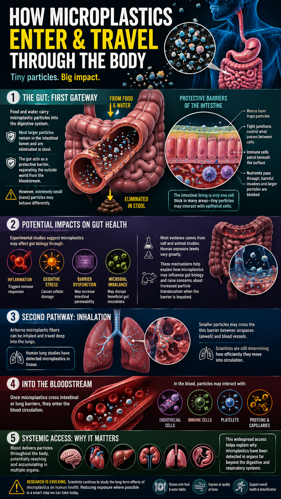 How Microplastics Travel Through the Body
