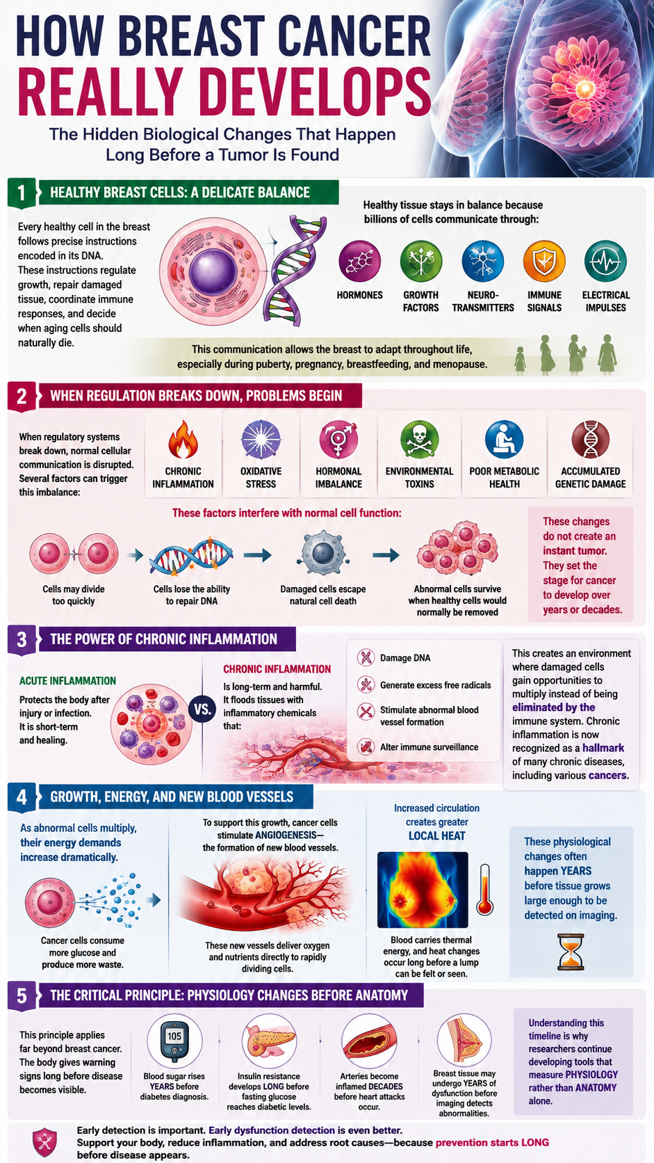 How-breast-cancer-really-develops