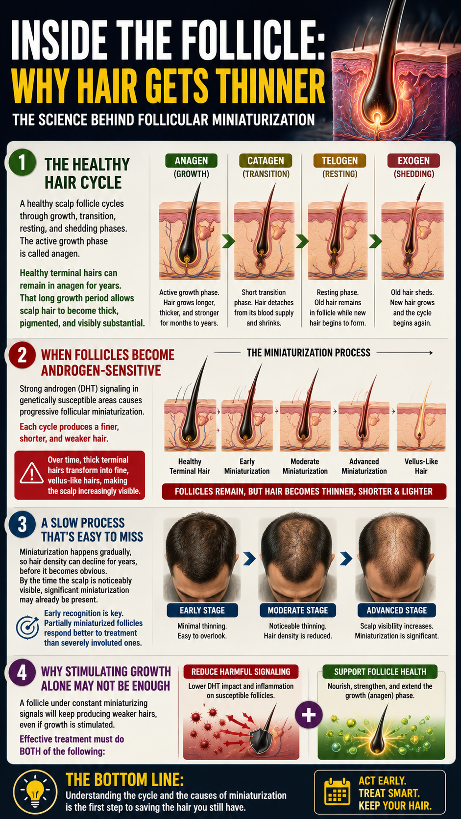 Inside the Follicle Why Hair Gets Thinner