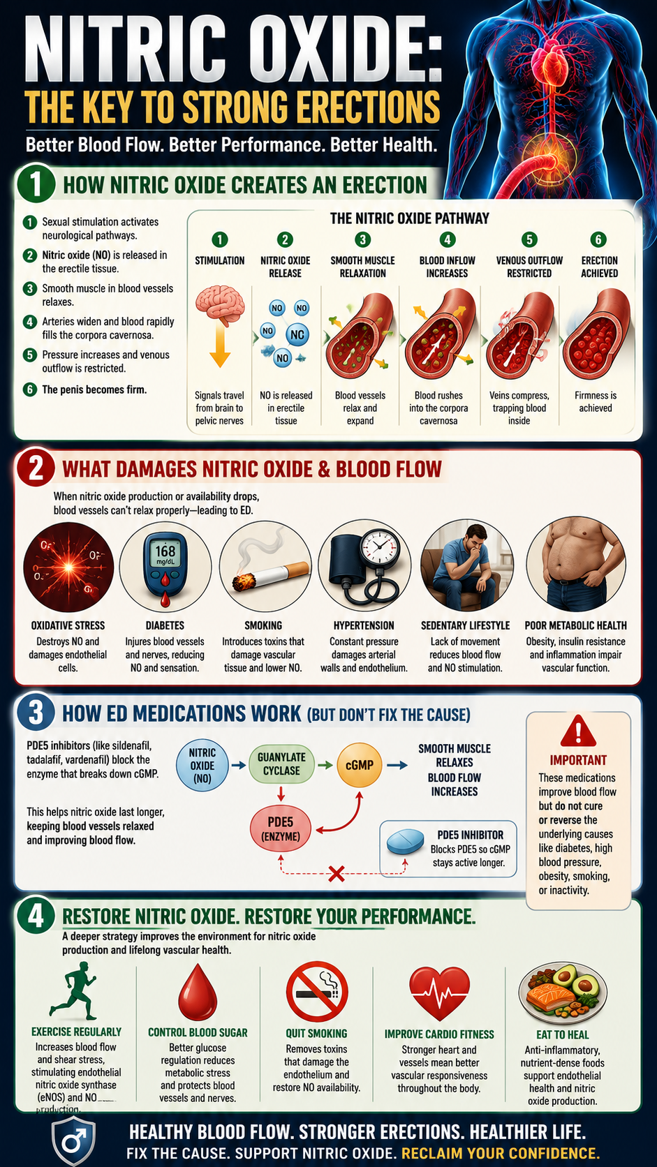 Nitric Oxide The Key to Strong Erections