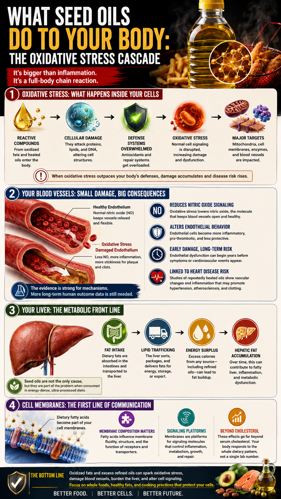 Oxidative Stress Cascade Infographic
