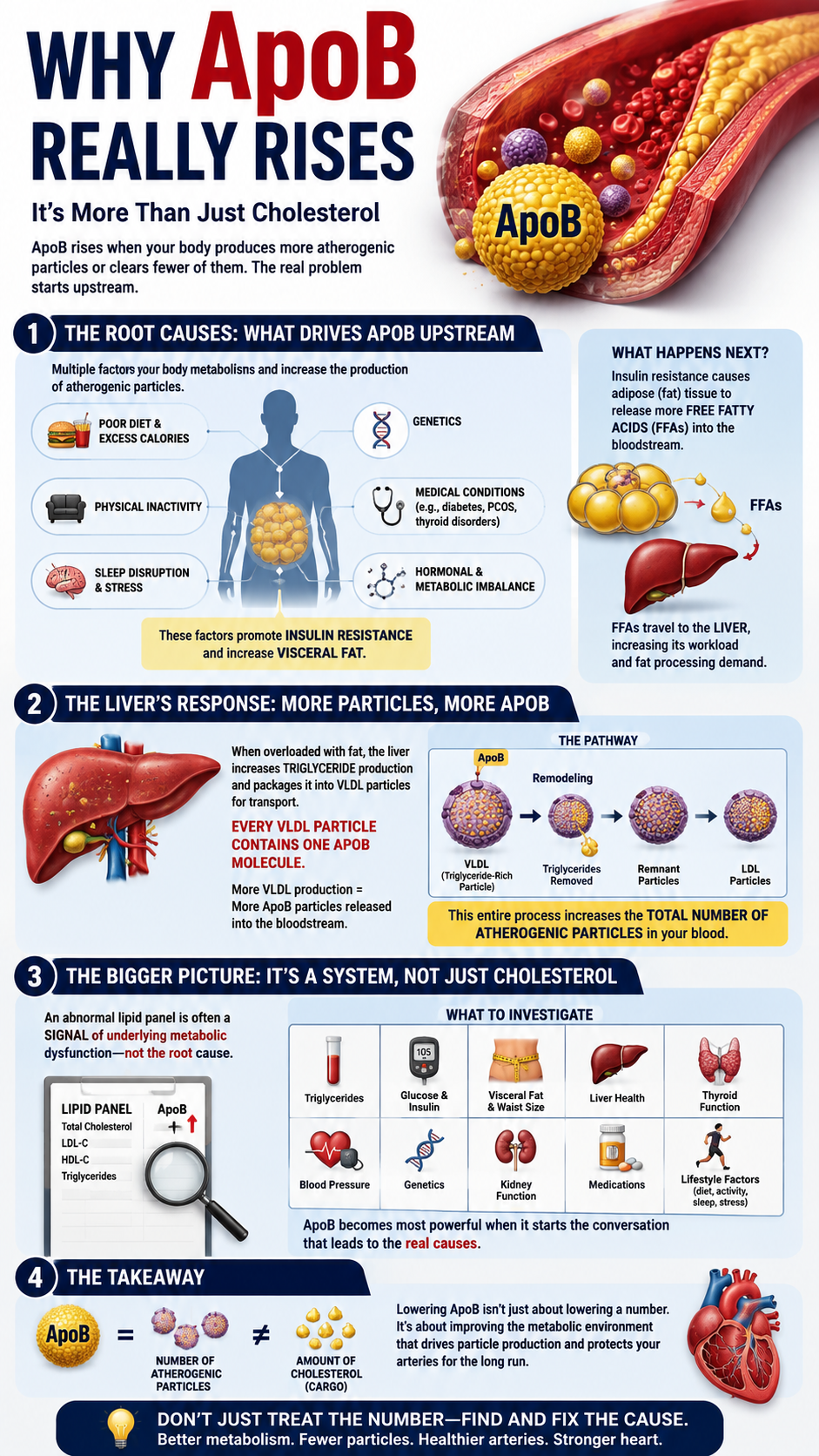 Why ApoB Really Rises Metabolic Pathways