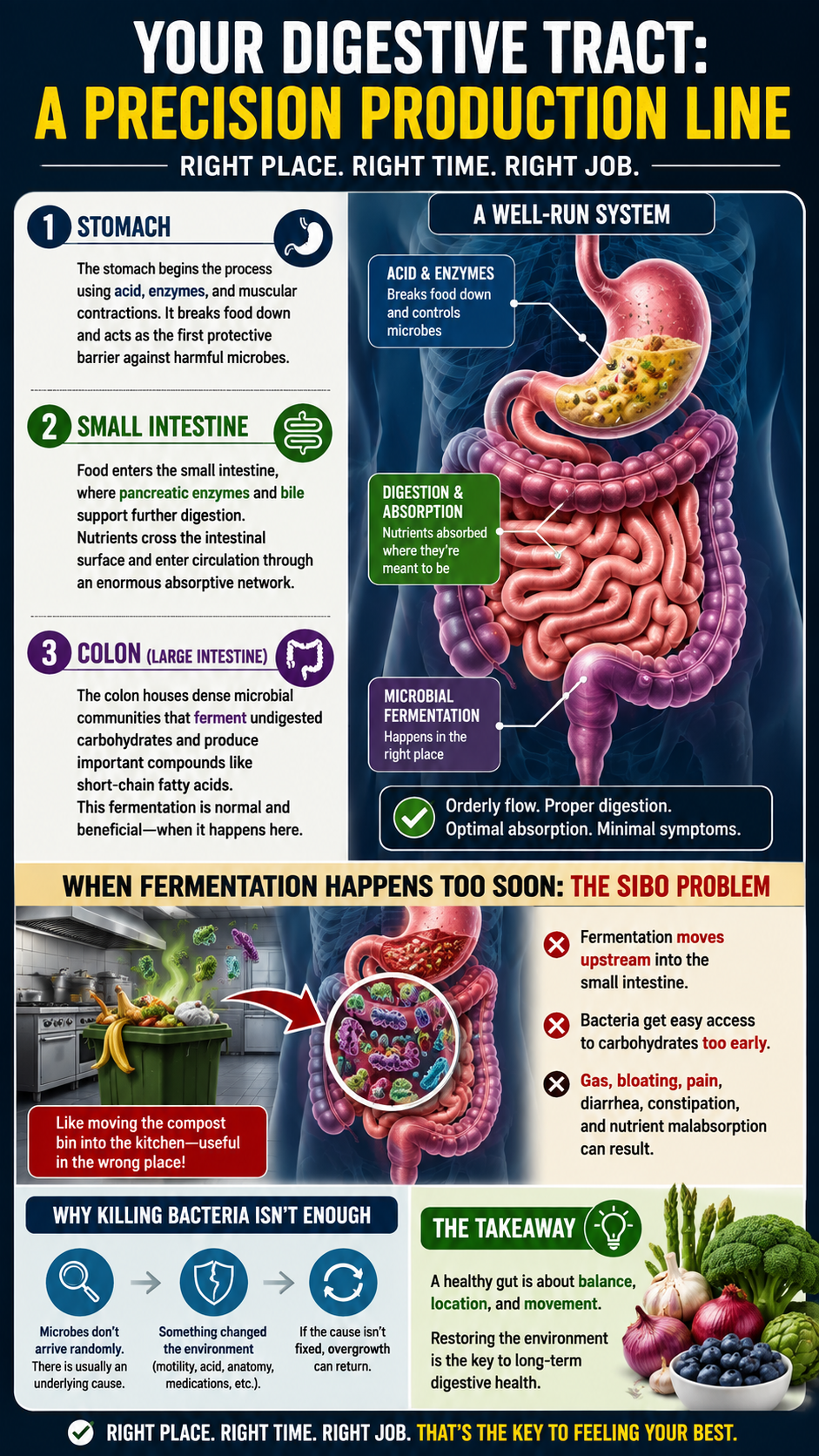 Your Digestive Tract A Precision Production Line