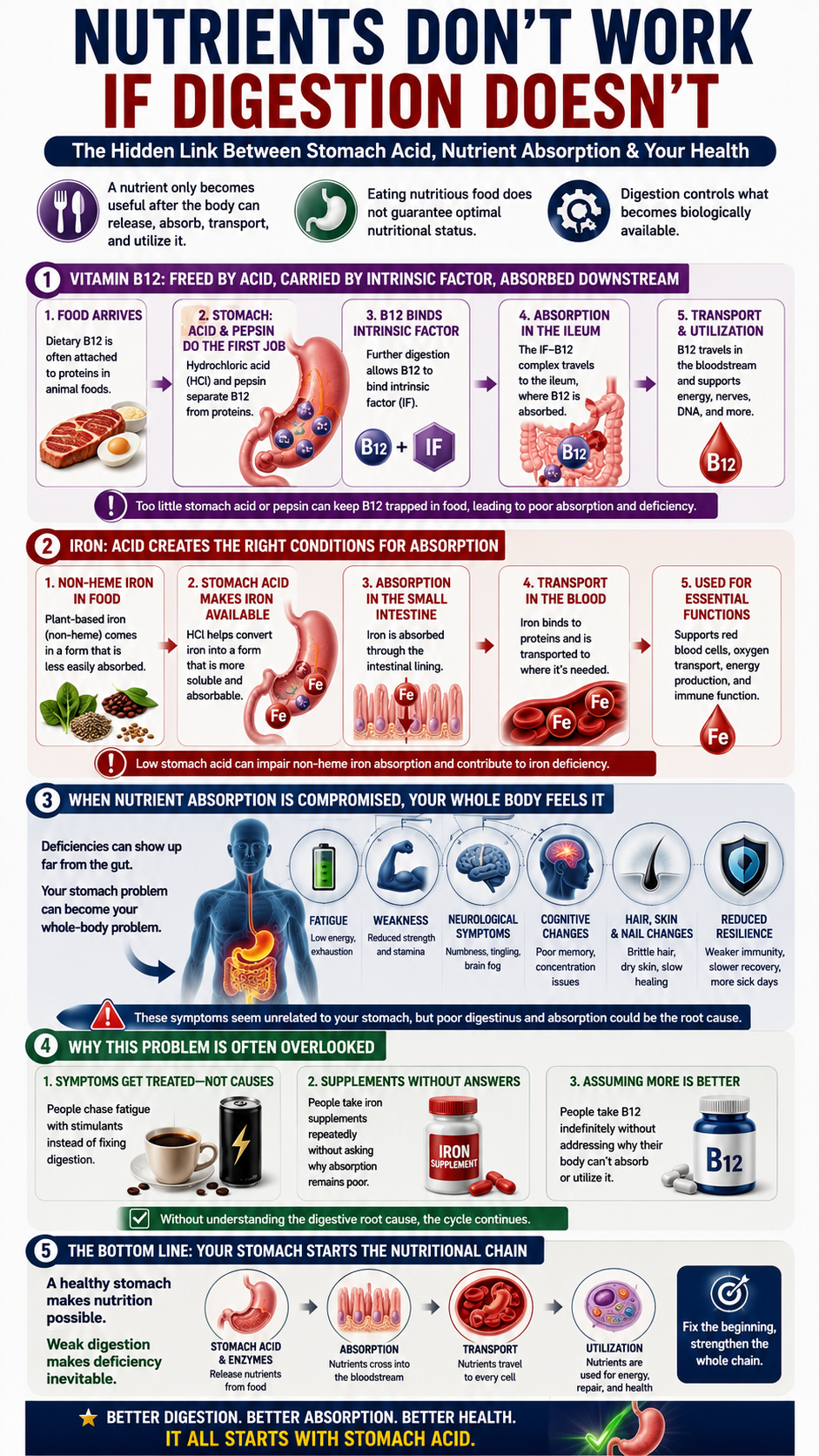 Digestive Health Infographic Nutrient Absorption Chain