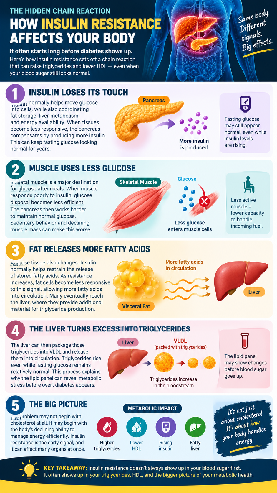 Insulin Resistance The Hidden Chain Reaction